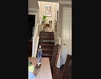 Dog points itself going up