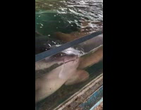 Shark spit out water towards the filmer