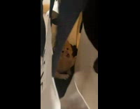 Collab Clips mpugc - Girl has orange kitten cat in her tote bag