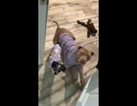 Small dog humps back of bigger dog