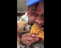 Chihuahua bites chicken from Popeyes with guy