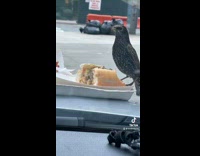Black bird eats chopped cheese sandwich car
