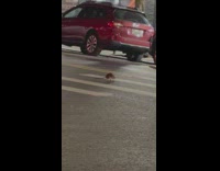 Rat Crosses Street and Almost Gets Crushed