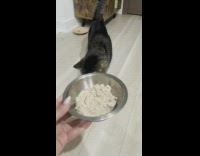 Owner films kitten meowing in a sickly tone before feeding