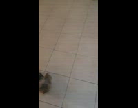 Two dogs stare at guy with popcorn 