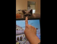 Grey cat touches finger on computer screen