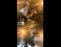 Kittens Hang Out and Play on Christmas Tree