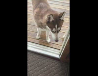 German Shepherd Dog On Deck Pushes Door Open and Barks At Owner