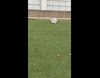 Dog blue shirt rubs head on grass