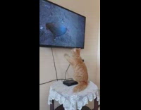 Orange cat watch tv birds National Geographic