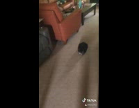 Cat living room carpet loaf mode 