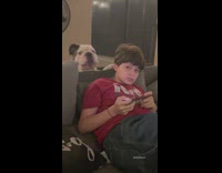 Dog trying to bother and get close to guy on couch