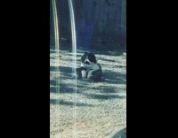 cat sits sadly to song