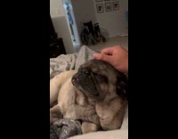 Pug on lap enjoys some head massage
