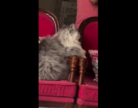 Cat ignores owner reacts when going out