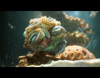 Time Lapse video of Anemone eats a dead fish