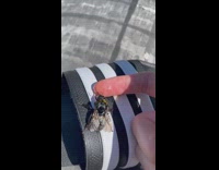 Bee drowned and rescued drinks honey on the finger