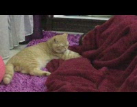 Orange cat knead person covered by blanket