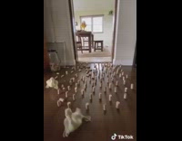 Farm animals attempt cork obstacle course pig