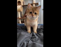 Cat turns around to catch mouse toy