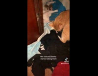 Collab ClipsIG - Orange cat bring kittens to her corner