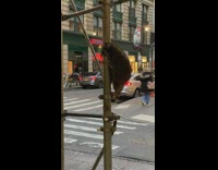 Raccoon grabbing on construction railing staring at people around it