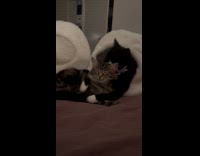 Cat hugging and grooming another cat 