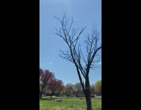 far away planes flyover woman in park