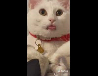 White cat in bed blanket tongue out wiggle wiggling dancing 