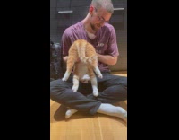 Cat Bends Forward as Man Massages its Bottom