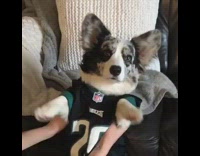 corgi dog wears eagles jersey while owner shakes his paws 