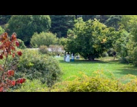 Collab IITW - Three women white dress dances beside tree