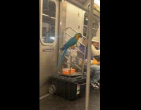 Collab Subway Creatures - Parrot Hangs on Top of Cockatoos Cage