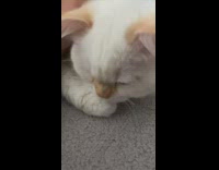 Cat getting pet stretches arm and yawns