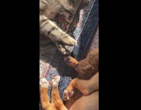 Collab Clips MPUGC - Cat touches brown puppys paw while it sleeps 