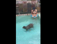 brown dog catches toy under water 