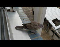 Guy sticks hand out window brown bird 