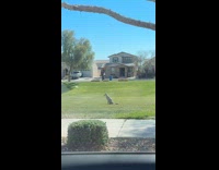 Coyote dragging butt across grass