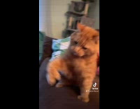 Collab ClipsIG - Cat slap and fight hand of owner