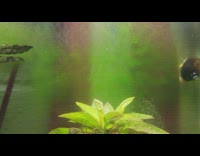 Plant in aquarium produce stream of oxygen bubbles