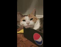 Cat grumpy facial expression black pepsi box 