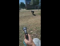 Dog chases hose water jet spray