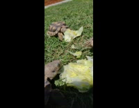 Three young tortoise eat lettuce backyard grass