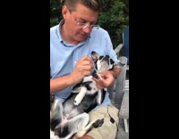 Dog likes nails be filed falls asleep