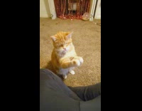 Blind cat sign languages for a pet from owner