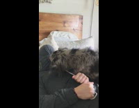 Guy hides in hood Australian shepherd dog 