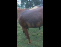 Brown horse bites tail of second horse