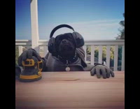 Black dog pretends to sand wood construction 