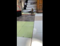 Two kittens play fight on floor slow motion