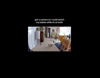 Cat rabbit running around camera